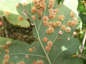 Swquin Gall on Oak